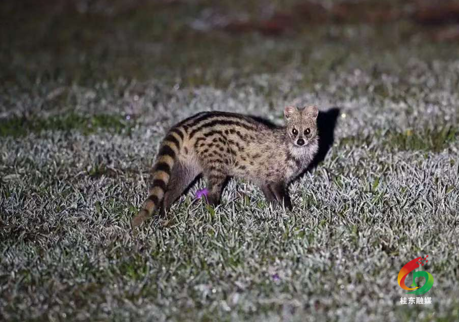 多种野生动物齐现身 齐云峰森林公园物种“上新了”