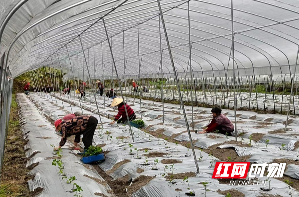 桂东县龙溪村：党建引领兴产业 高山蔬菜富乡村