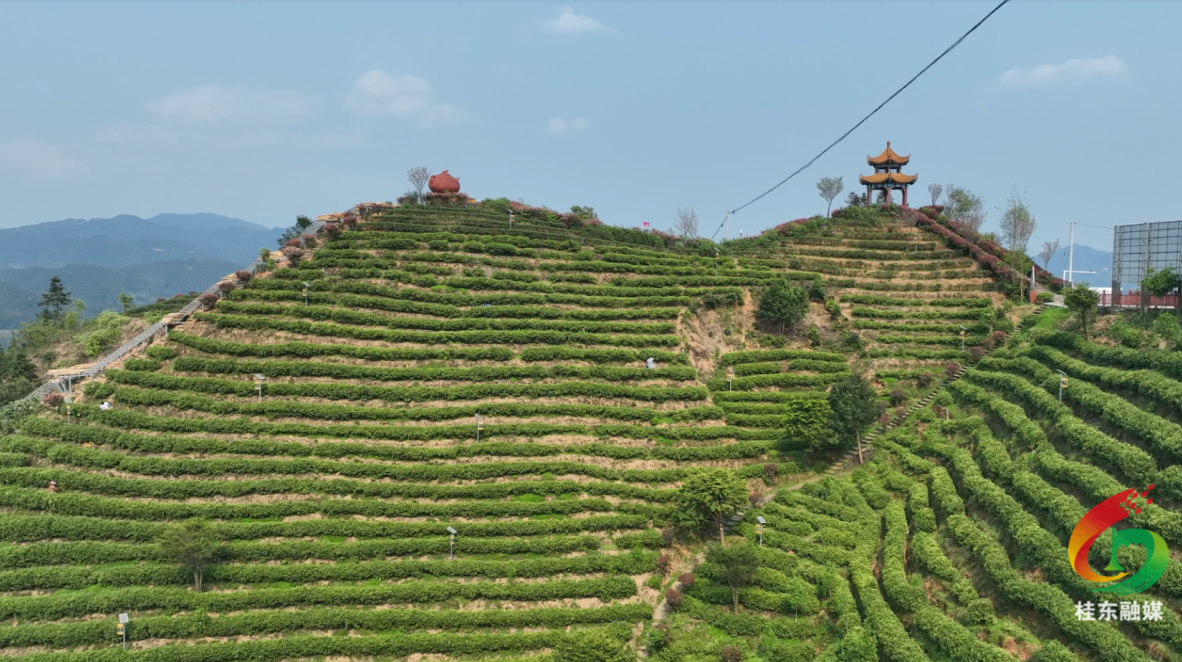 开局八好|清泉茶旅栈道加速建设 以工代赈铺就乡村振兴路