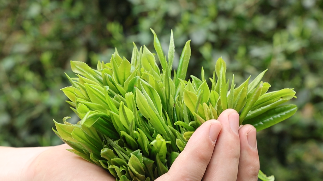 青山彩洞：百年野茶焕新生 匠心筑梦助增收