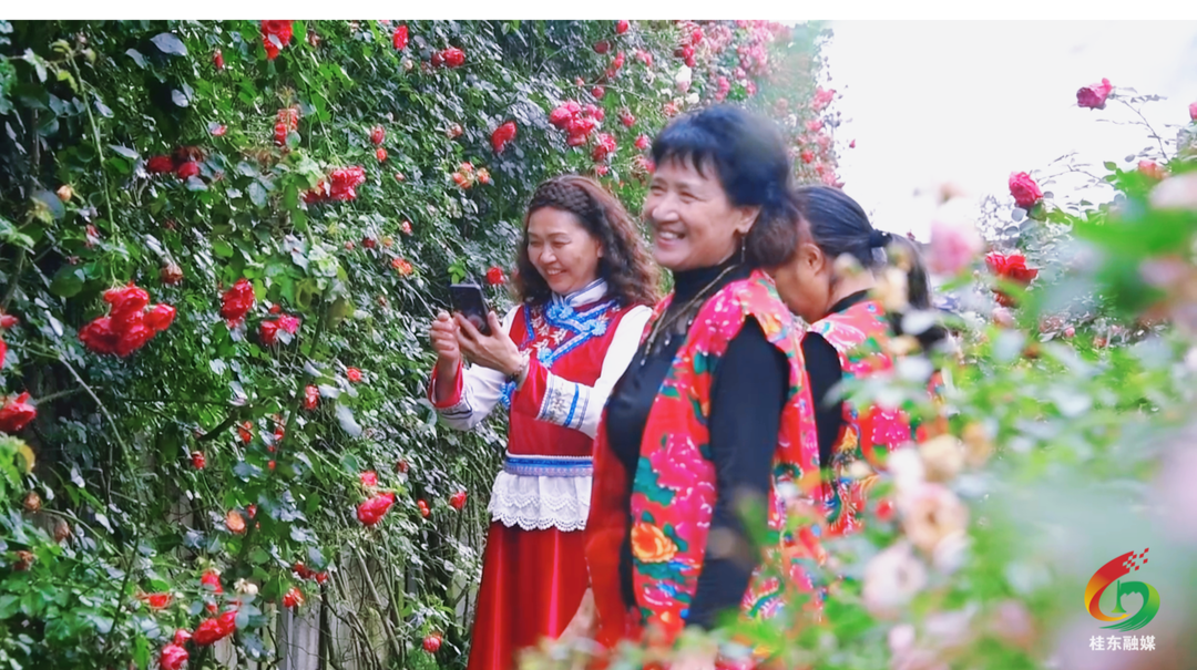 桥头：一墙繁花醉游人 农旅焕发新活力