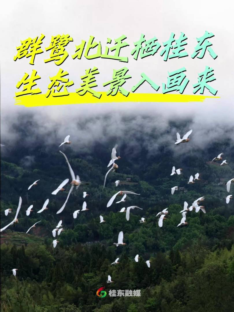 群鹭北迁栖桂东 生态美景入画来