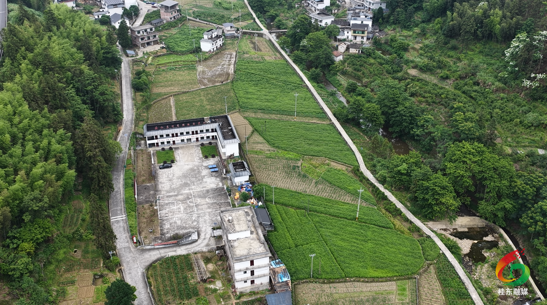 开局八好|沙田水庄：艾草迎丰收  产业助振兴