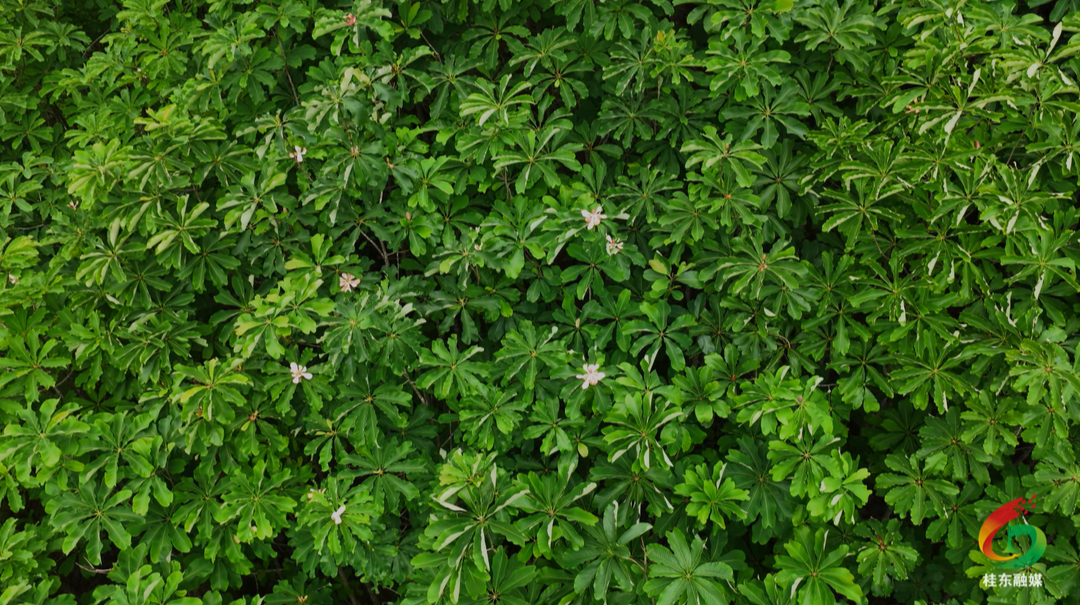 开局八好|沤江镇：厚朴花开采收忙 百姓增收“药”飘香