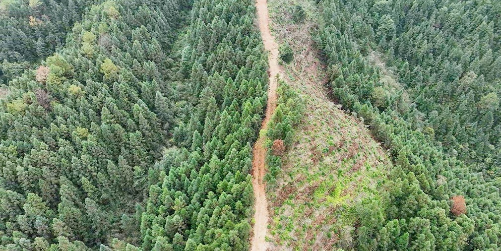 桂东县林业局：树立和践行正确政绩观 绘就“两山”转化新画卷