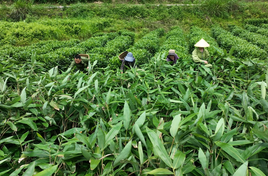 守艺·桂东|桥头：百年茶香粽 匠心传文脉 巧手兴乡村