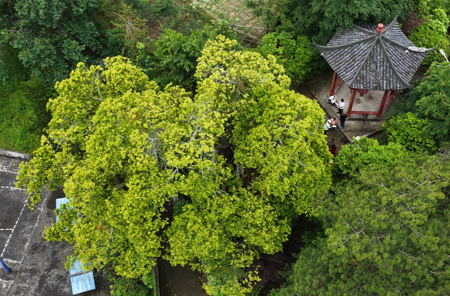 年轮里的桂东|龙溪“伟人树”：古树见证峥嵘岁月 年轮镌刻振兴华章