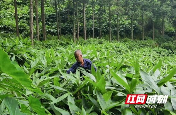 桂东县清泉镇：千亩粽海涌绿浪 一片翠叶富乡村