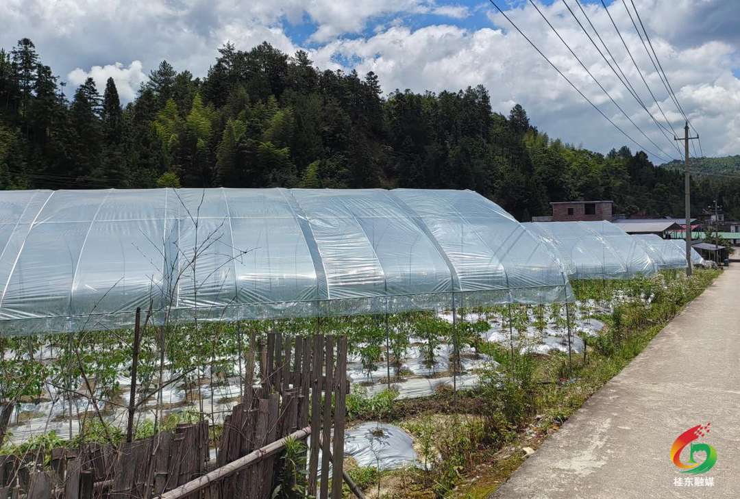寨前镇芳村村：蔬菜产业绘就乡村振兴新图景