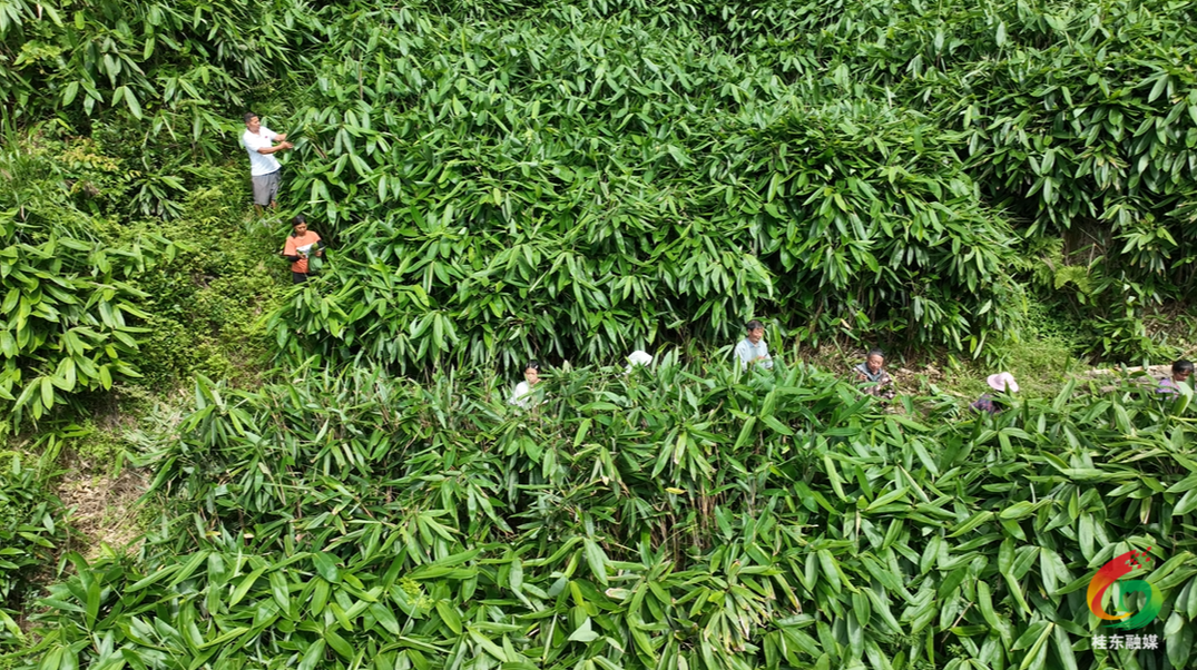 小粽叶撑起大产业 “绿色银行”助振兴