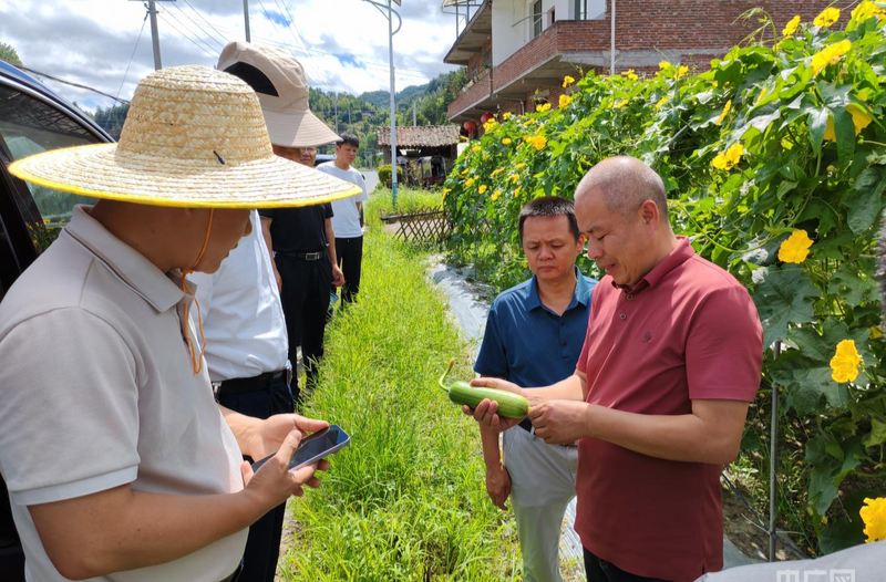 湖南桂东高山蔬菜14个基地直供大湾区 年产值超4.3亿元