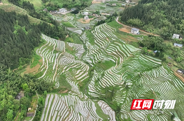 返乡创客“泡”出新赛道—— 记郴州市优秀共产党员王镇的高山蔬菜“致富经”
