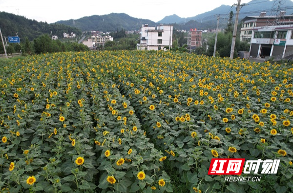桂东县：田园美景催生乡村发展新动能