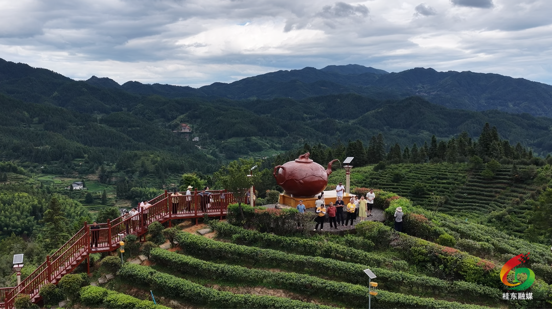 清泉镇：万亩茶海叠翠 茶旅融合正酣