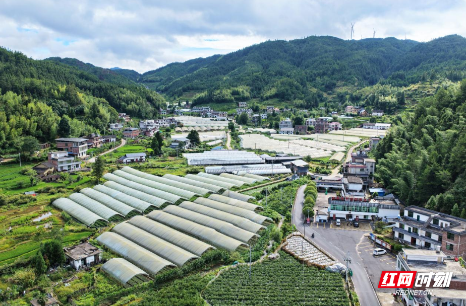 桂东县寨前镇：湾区订单落到高山菜地