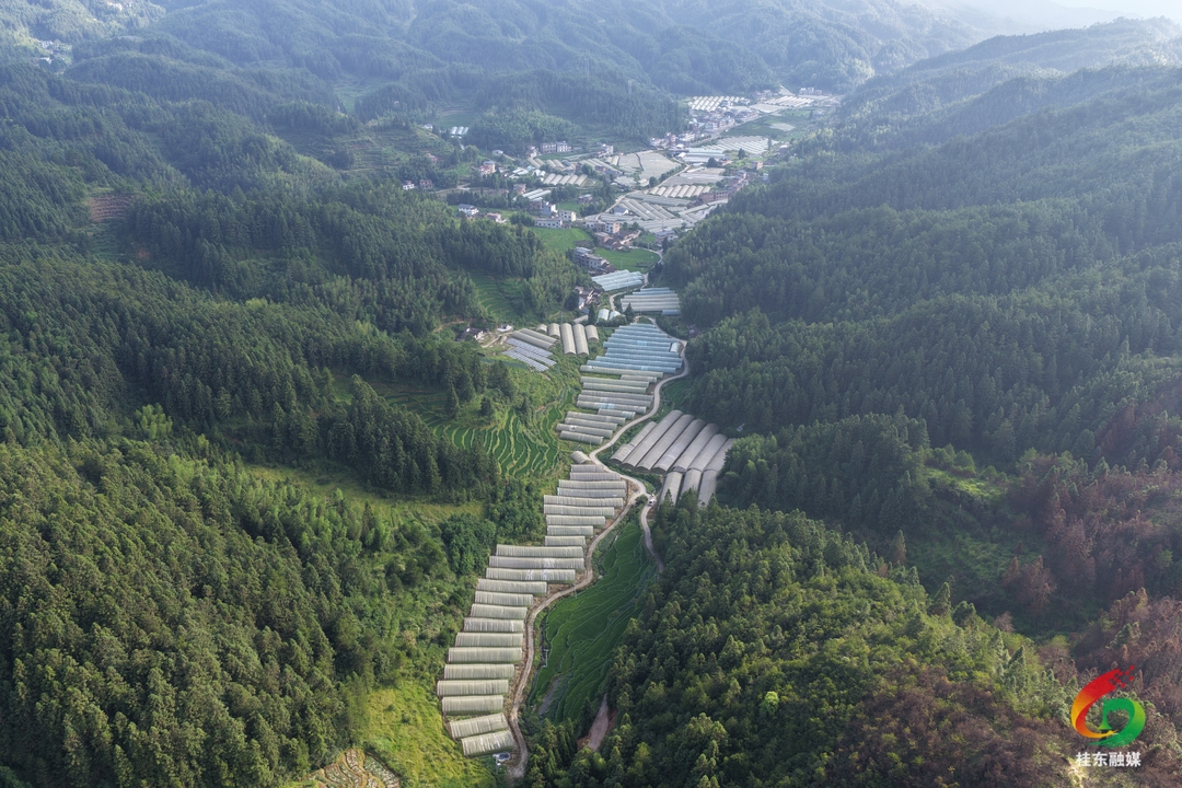 寨前镇新坑村：党建引领聚合力 产业赋能促振兴