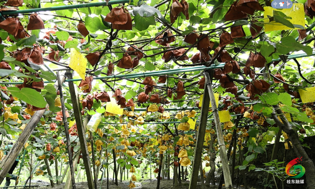 沤江镇黄洞村：试验田里结硕果 特色种植蹚新路