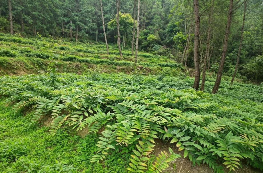 桂东东洛乡：拓荒生香，荒山变“聚宝盆”