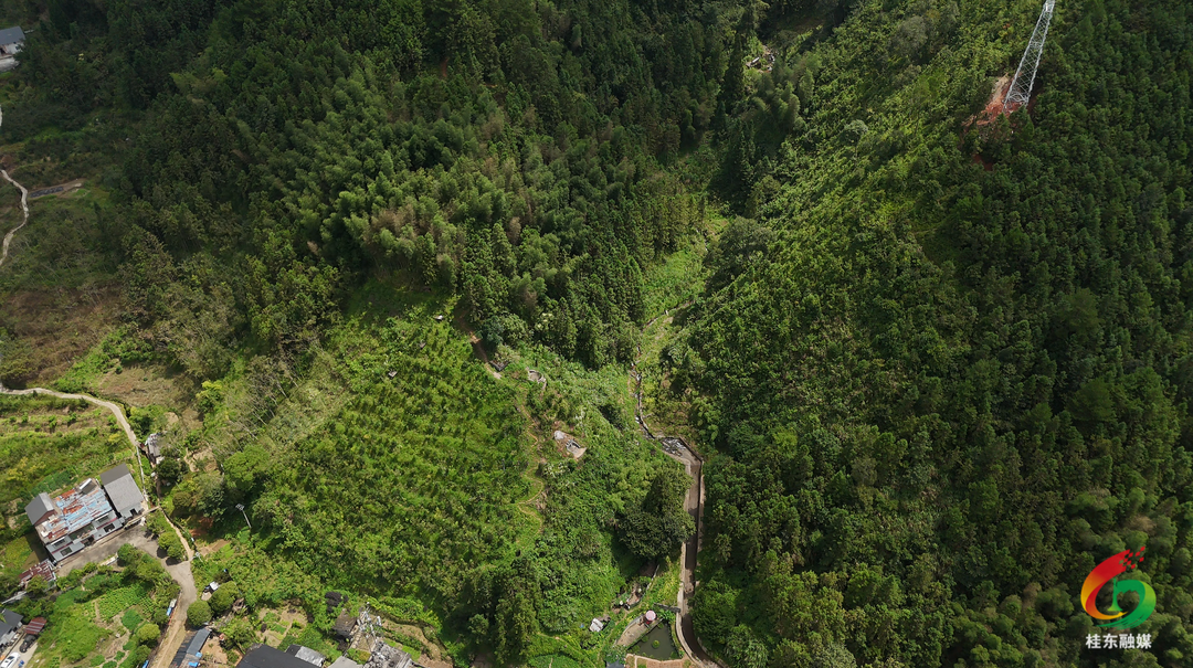 青山乡：盘活山林资源 转型赋能增收 绘就产业振兴新图景