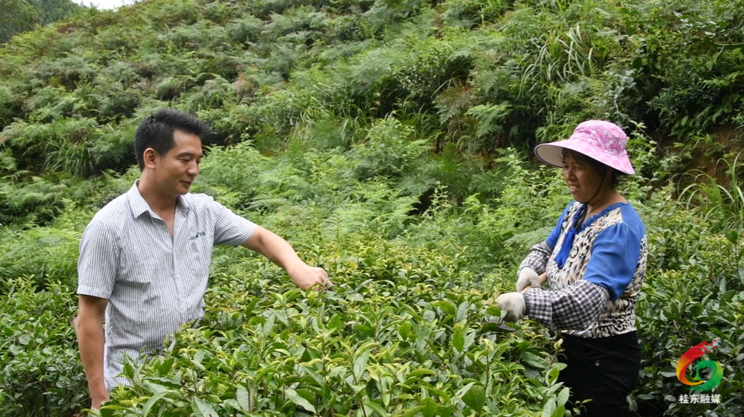 政协委员风采|李友林：一片茶叶践初心  扎根茶山助民富