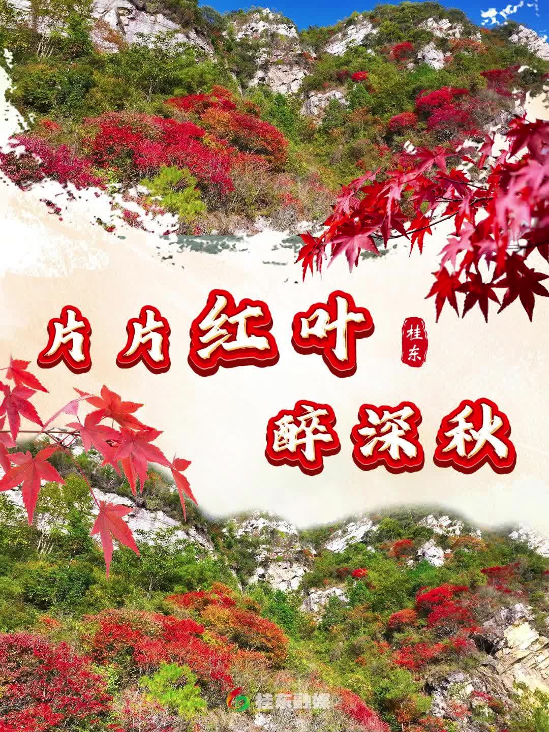 片片红叶醉深秋