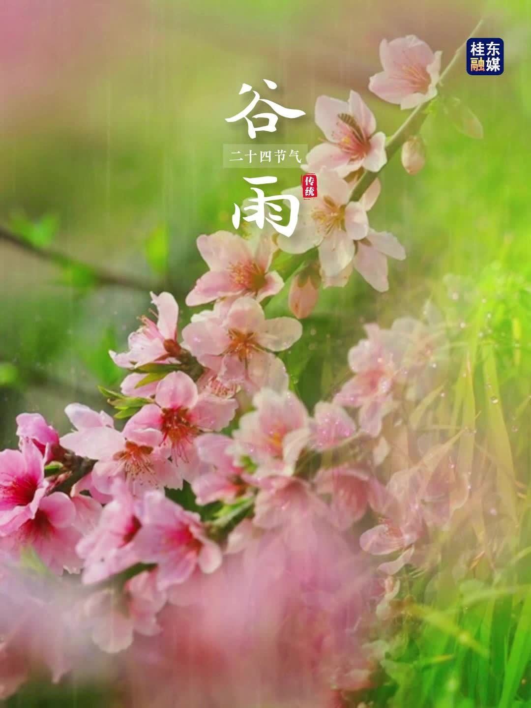 【二十四节气】谷雨：雨生百谷 春茶飘香 播种希望 静待丰收