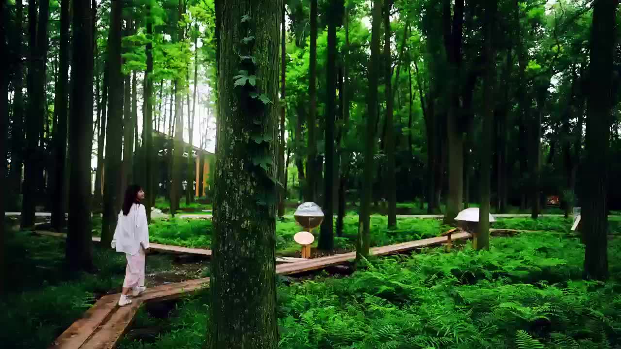 大美江湖，与君有约｜鸟语林“奇遇记”：我在绿野仙踪“森”呼吸