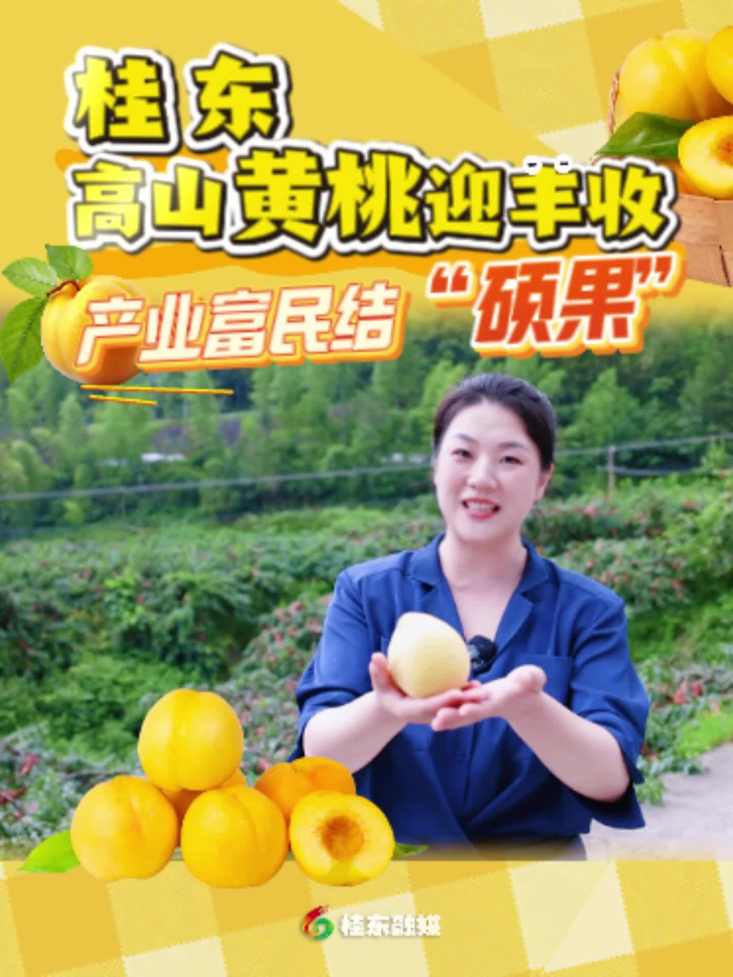 高山黄桃迎丰收 产业富民结“硕果”