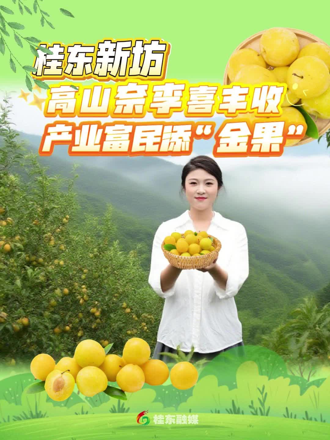 桂东新坊奈李