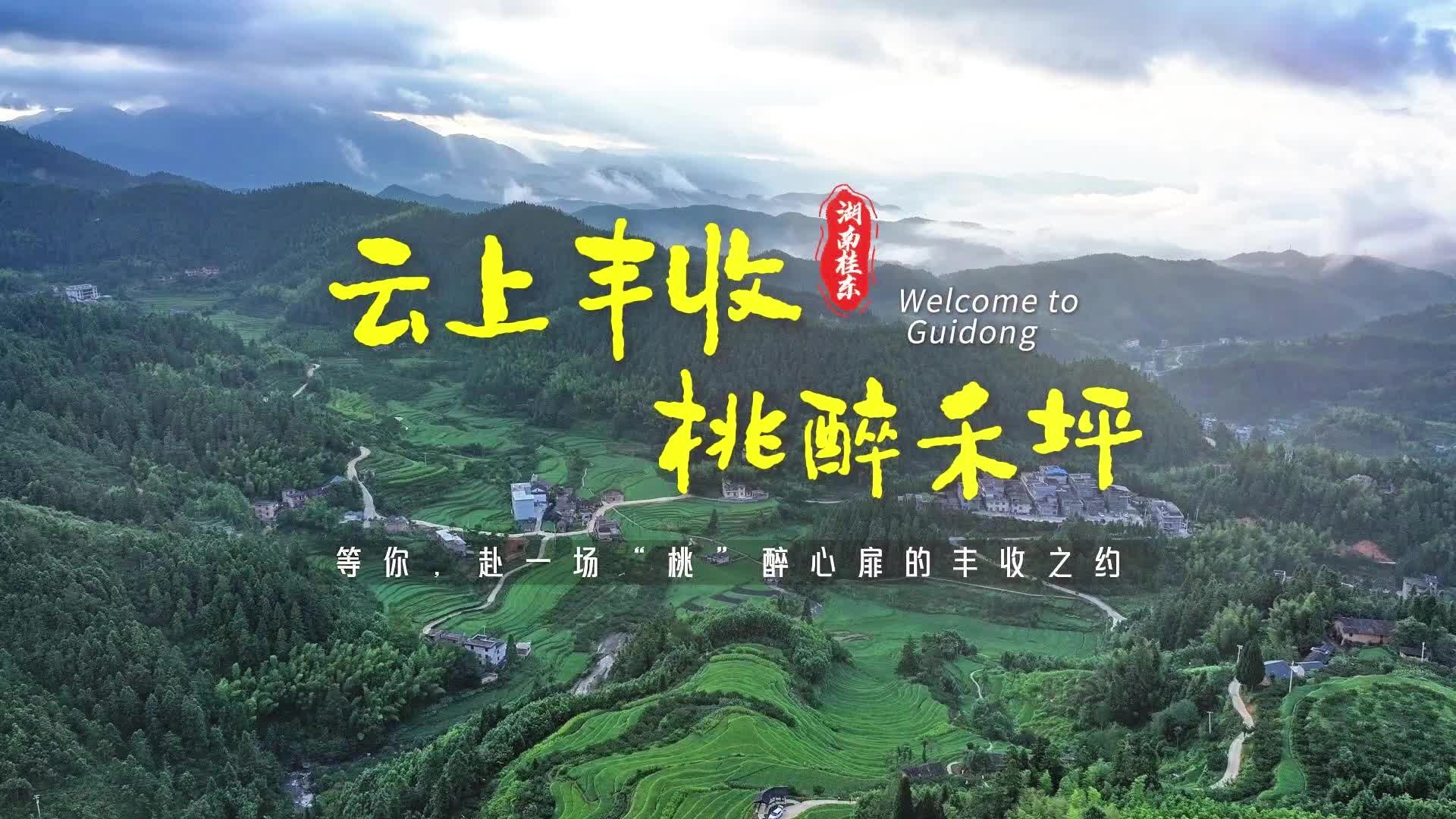 云上丰收 桃醉禾坪