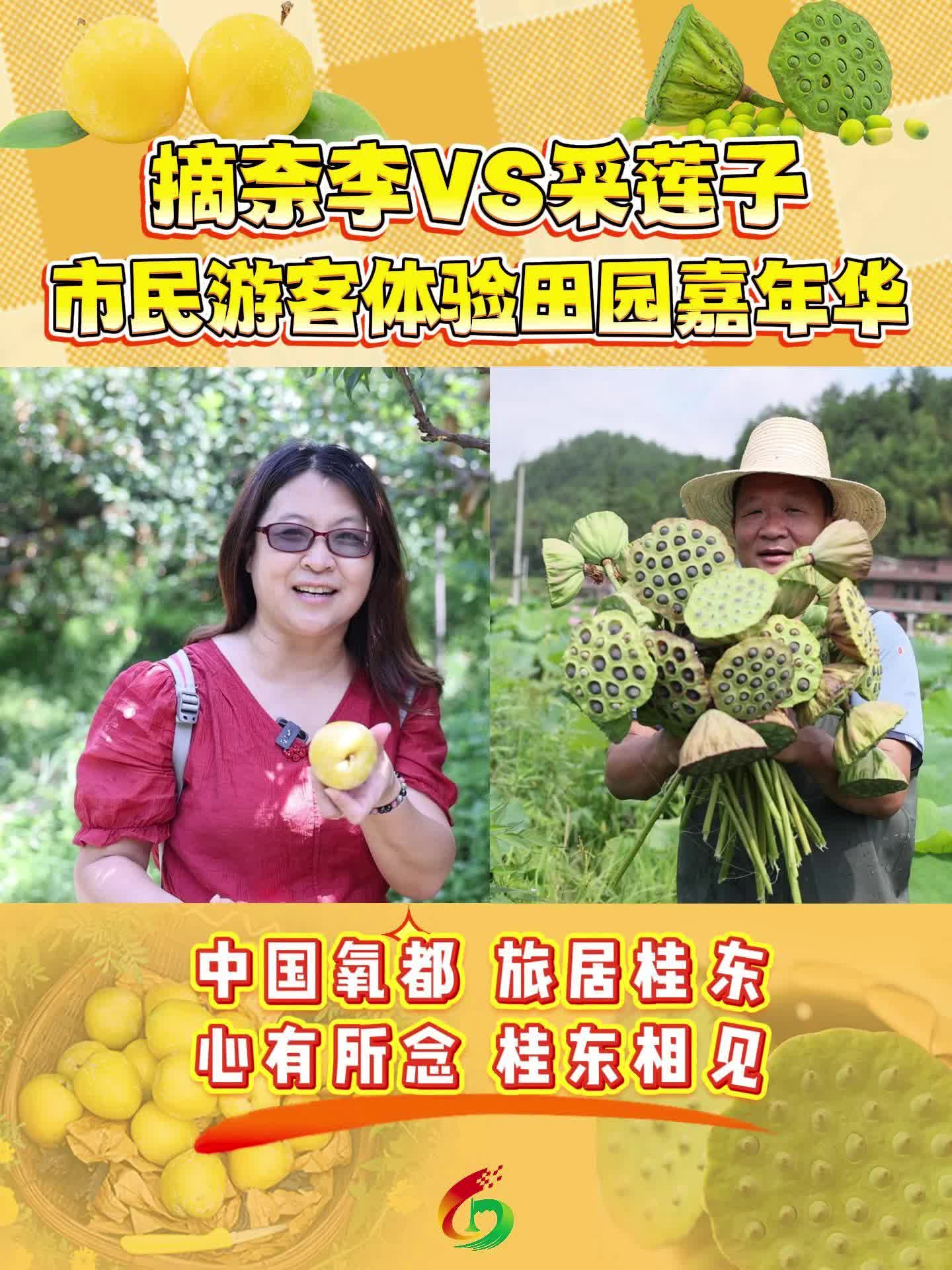 摘奈李VS采莲子 市民游客体验田园嘉年华