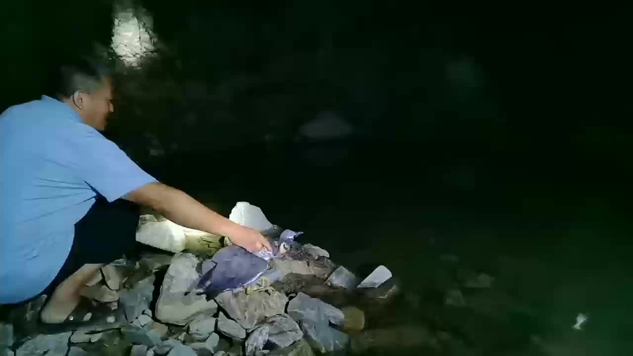 国庆嘉宾！世界仅存千只的濒危鸟类——海南鳽做客桂东八面山