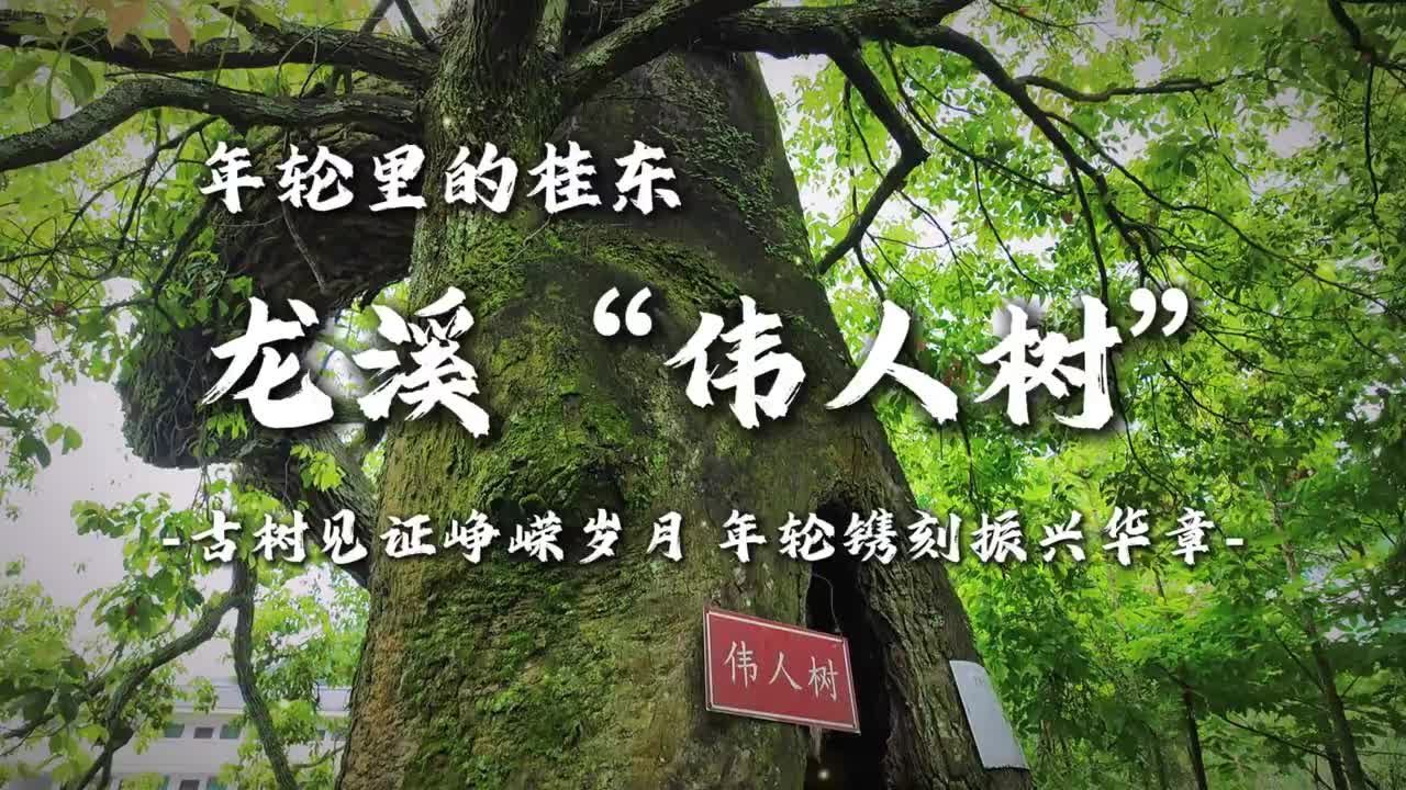 年轮里的桂东|龙溪“伟人树”：古树见证峥嵘岁月 年轮镌刻振兴华章
