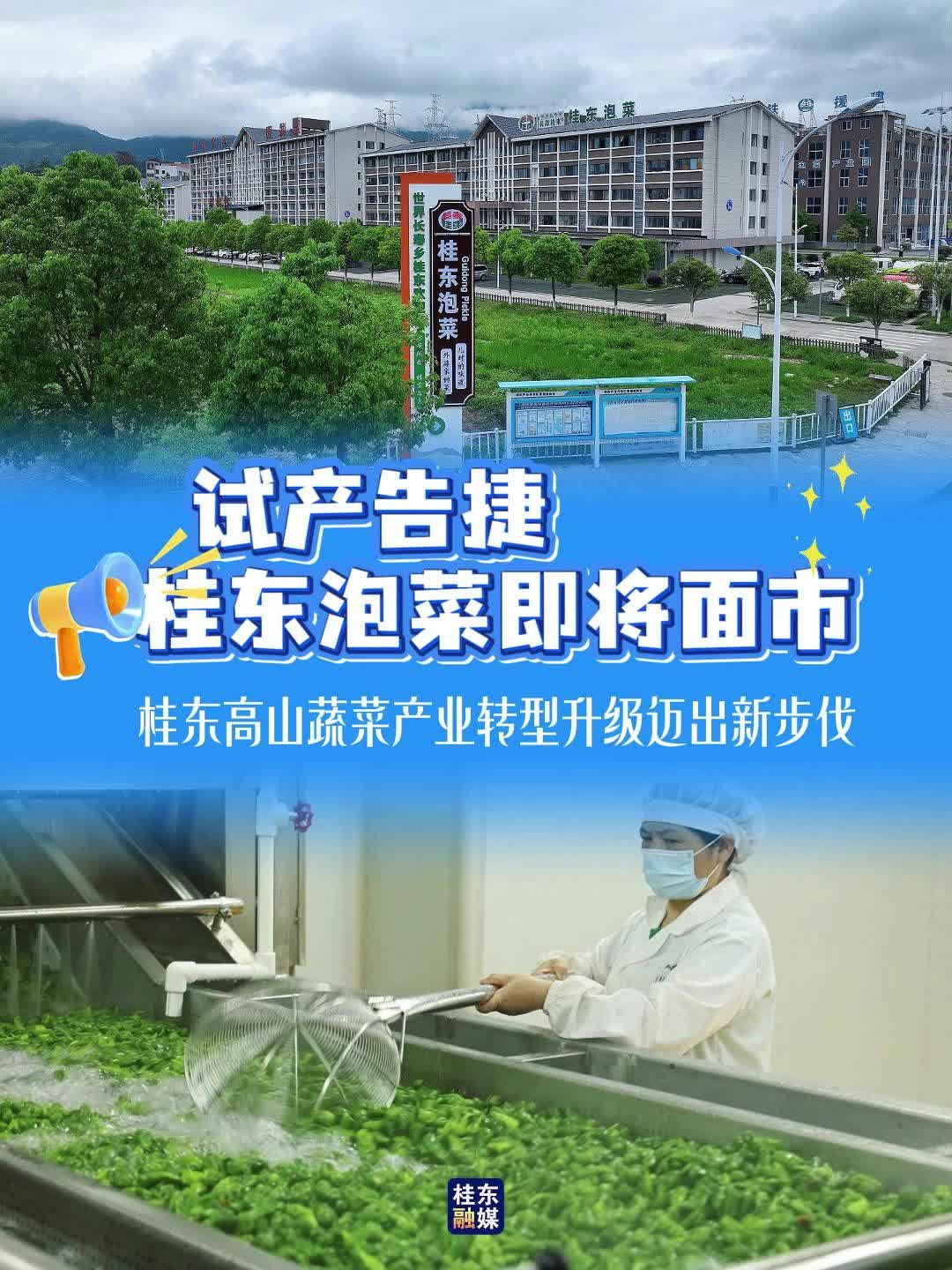 试产告捷！桂东泡菜即将面市 桂东高山蔬菜产业转型升级迈出新步伐