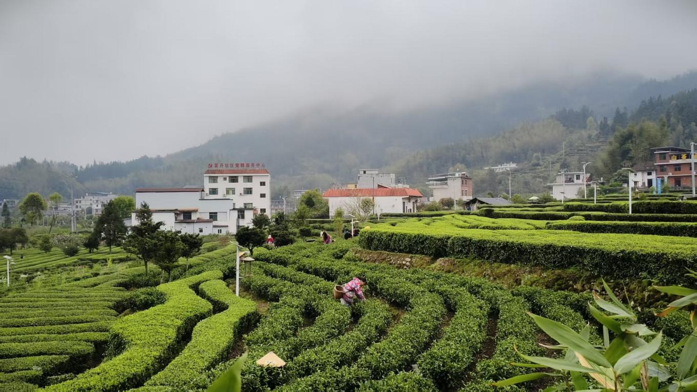 春到茶山绿 奋楫启新程