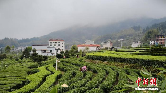 湖南桂东“两叶一竹”增值记：把生态优势“种”成富民产业