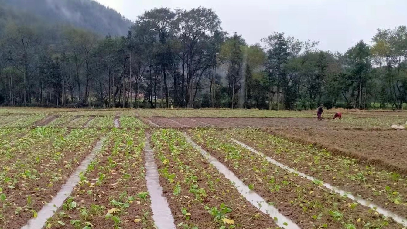 大塘镇全溪村：冬种油菜助增收