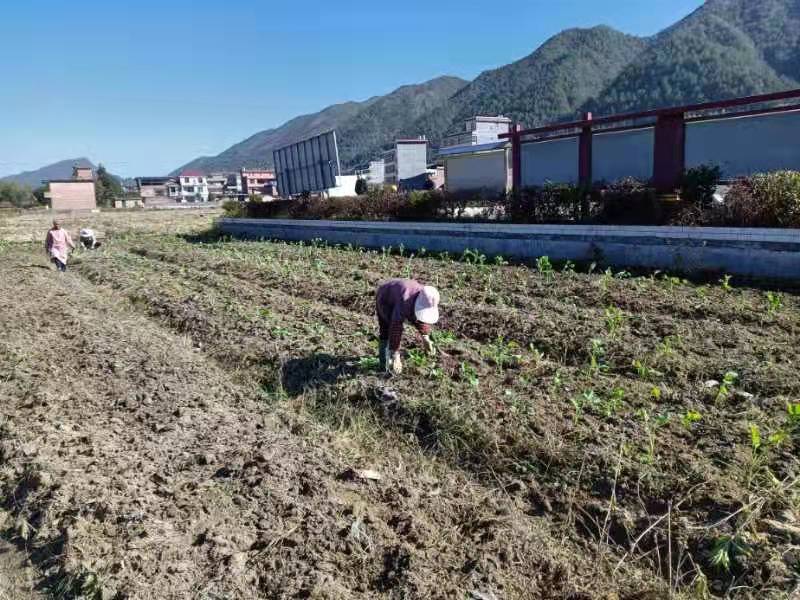 沙田镇：人勤春来早 春耕正当时