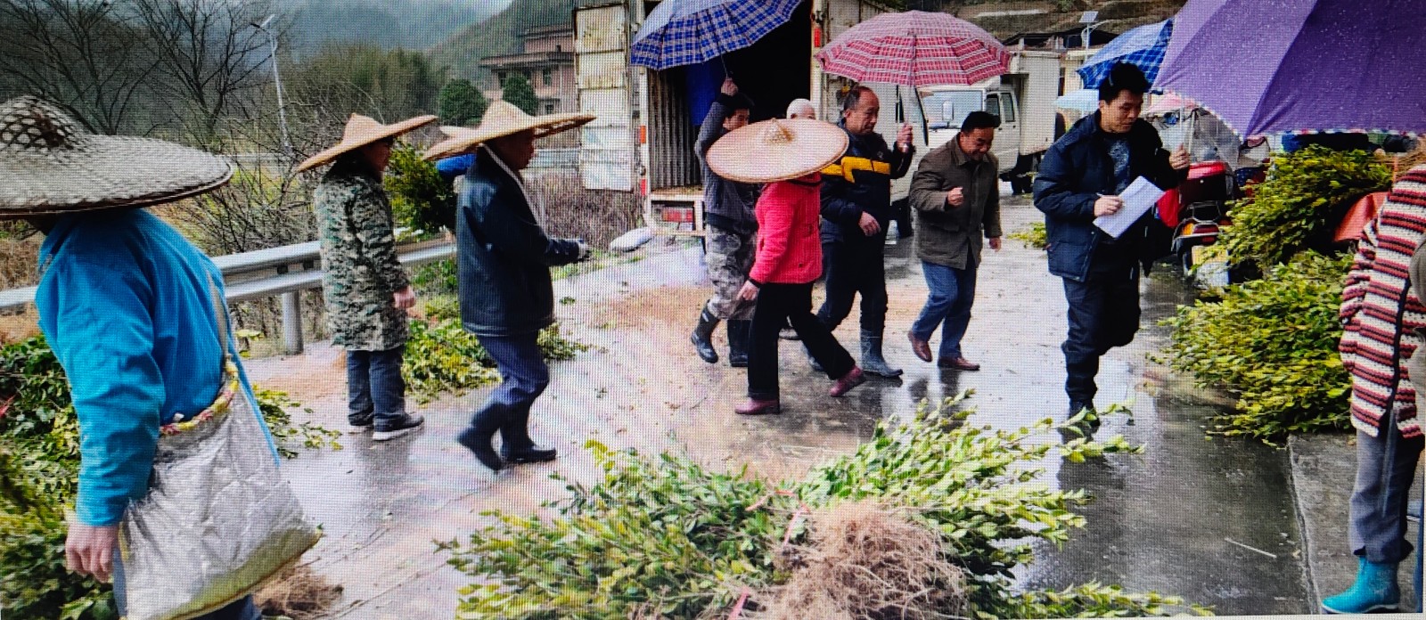 普乐镇杨岭村：发展天然油茶，助力乡村振兴