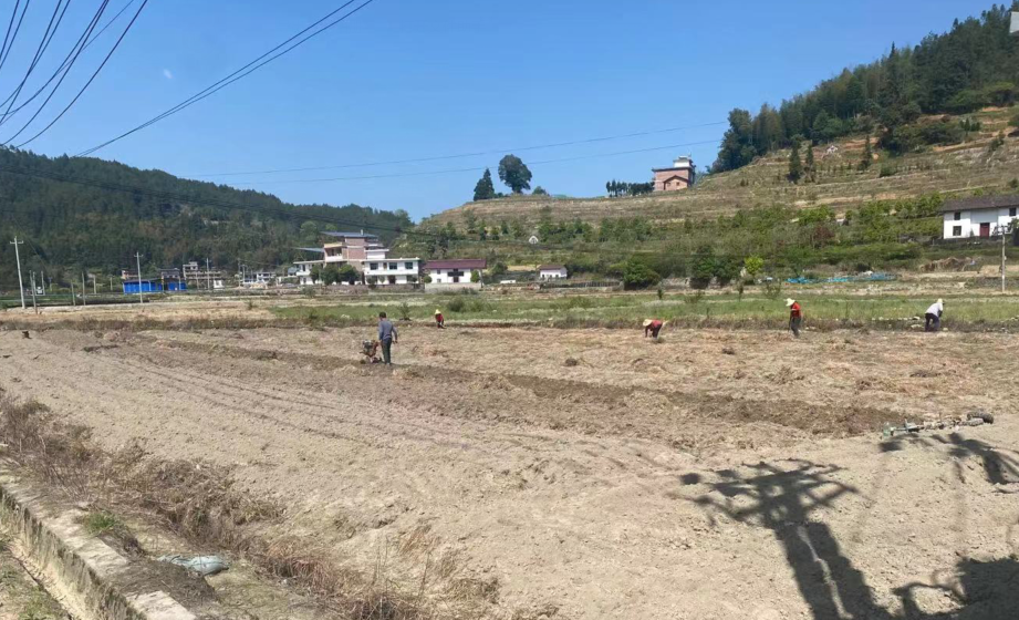 沤江镇：多措并举整治耕地抛荒