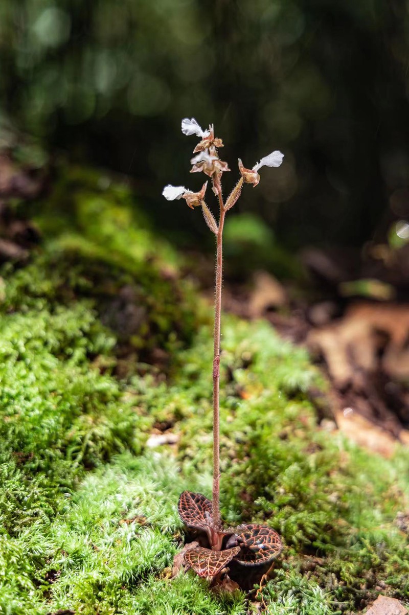 八面山自然保护区发现国家二级保护野生植物——金线兰
