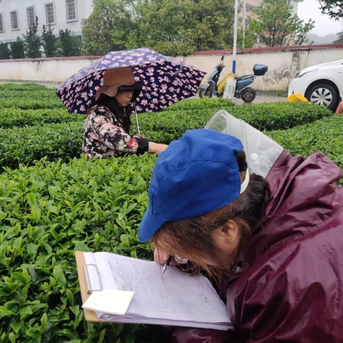 桥头乡：农残检测  助推茶产业高质量发展