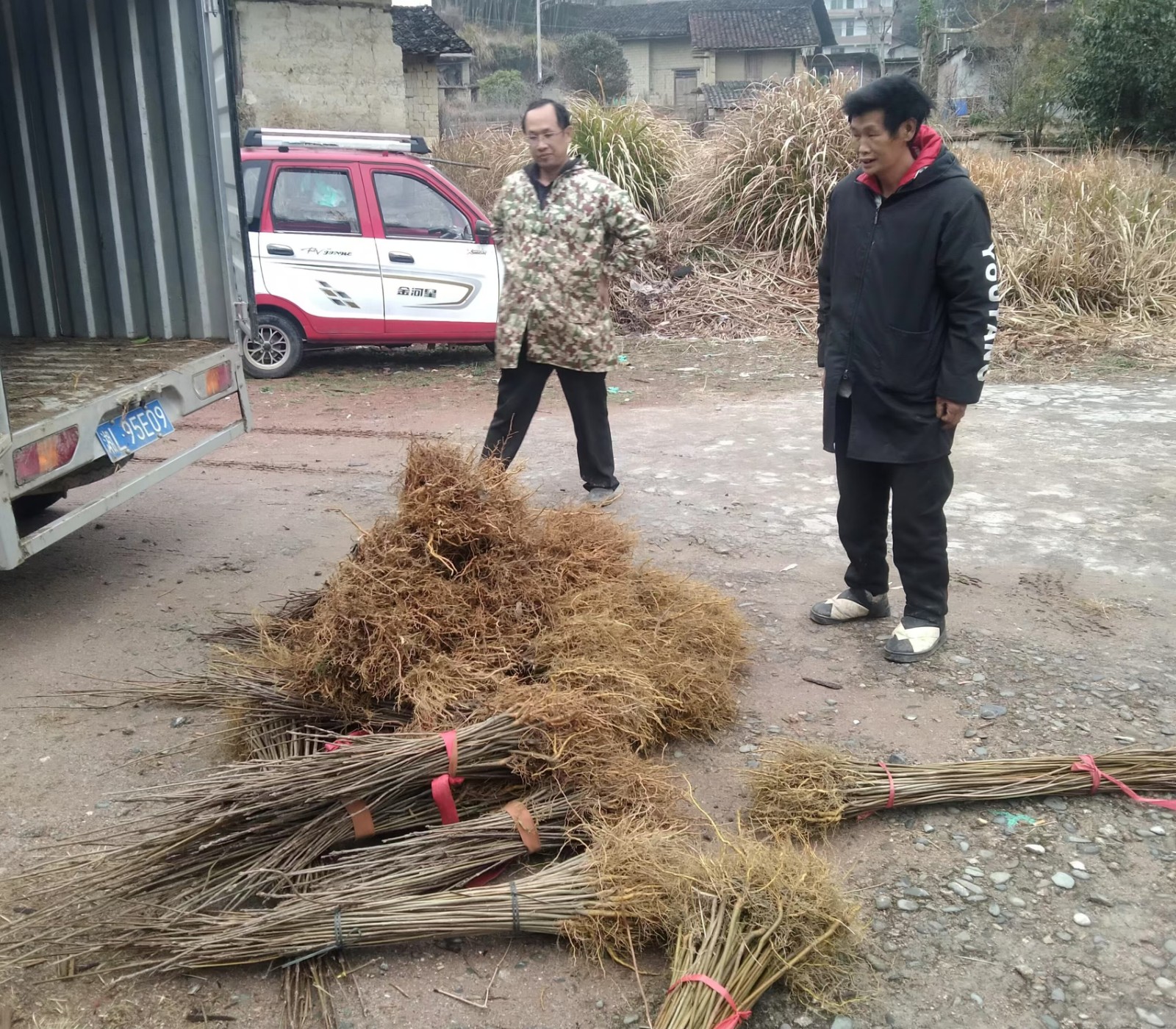 寨前镇：春风送暖  种苗助力
