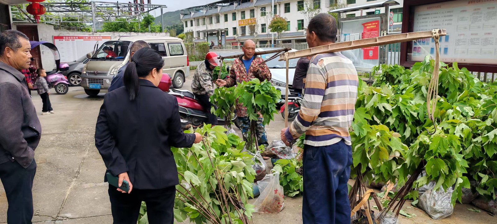 寨前新桥：免费发放油桐种苗 助力群众增收致富