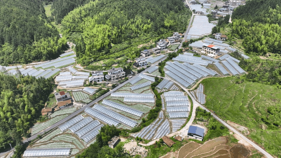 新坊乡：“四红”党建引领农文旅融合发展
