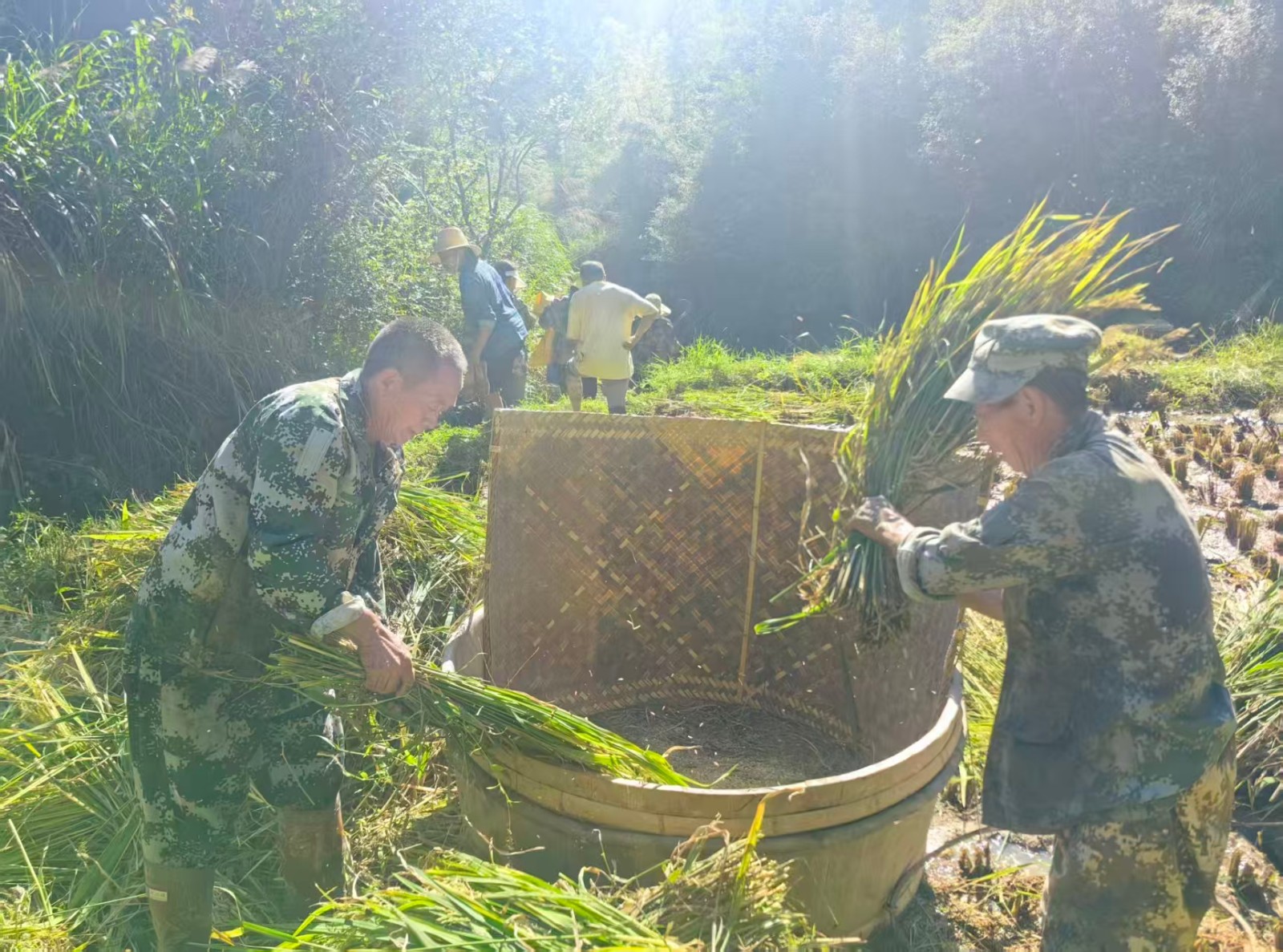 寨前镇中心村：秋收时节暖流涌 村务员帮助显真情