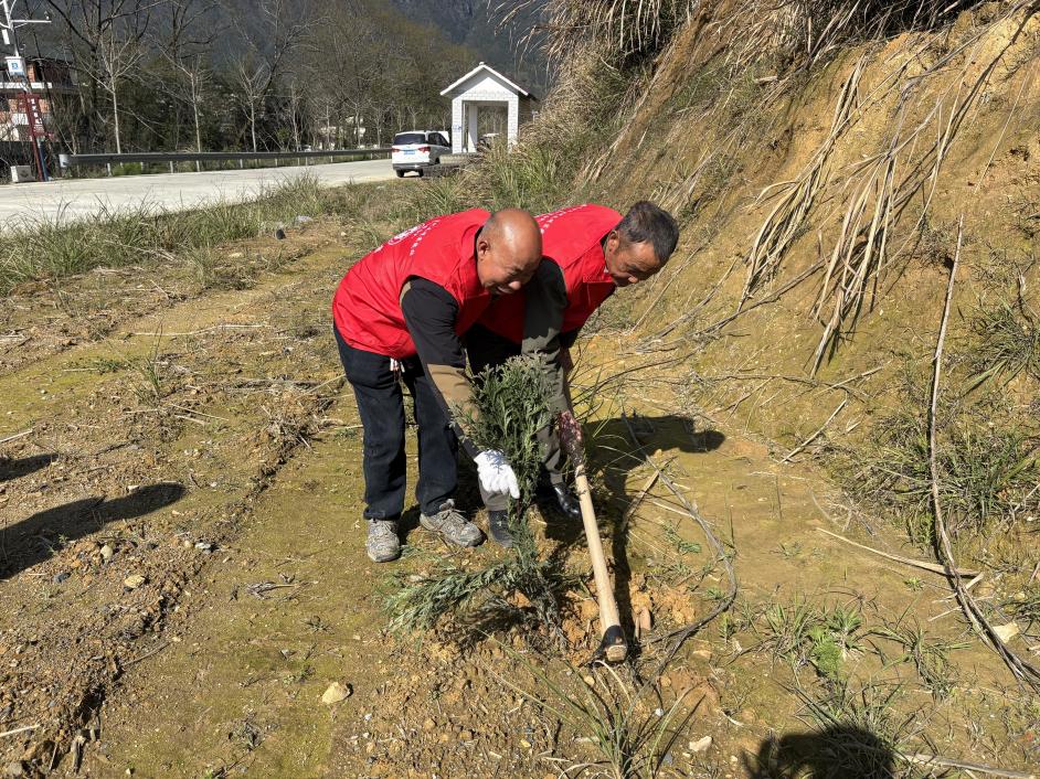 桂东四都：春日植树添新绿 扮靓乡道助发展