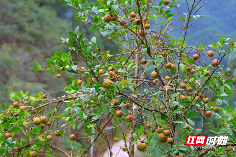 桂东县：茶油绘 “丰”景“榨”出“幸福油”